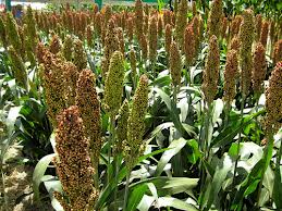 Сорис:выращивание засухоустойчивого риса
