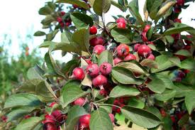 Райские яблони сорта Эверест -  хороший опылитель для яблоневого сада