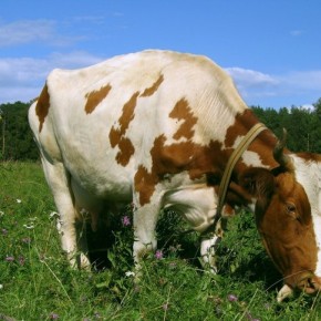 Вздутие преджелудков у коровы:что делать?