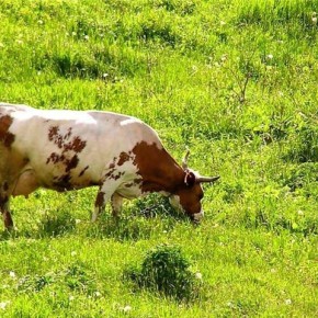 Подготавливаем корову к пастбищу:советы ветеринара