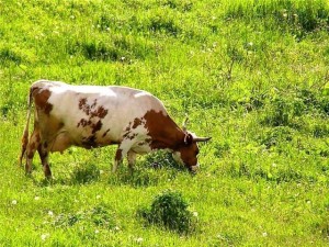 Подготавливаем корову к пастбищу