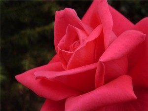 Старейшая в мире роза растет в Германии