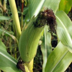 Деликатесная сахарная кукуруза
