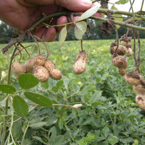Выращивание арахиса:уход и размножение растения