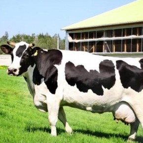 Особенности кормления коров  голштино - фризской породы