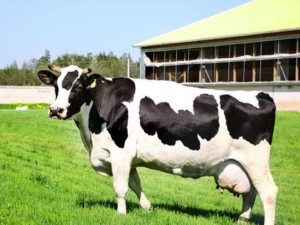 Коровы  голштино - фризской породы