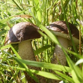 Как не отравиться грибами:советы любителям грибов
