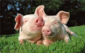 Как спрогнозировать затраты кормов для свиней