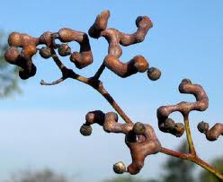 Ароматные плоды дерева Говении сладкой