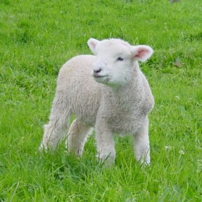 Когда пора случать овец:советы овцевода