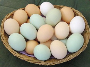 Почему куры стали нести яйца без скорлупы? 