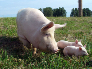 Как спрогнозировать затраты кормов для свиней