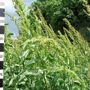 Сверхранний зеленый корм: шпинат Утеуша