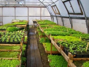 методы выращивания овощей