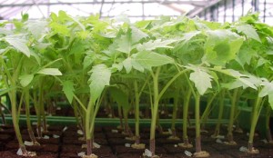 методы выращивания овощей
