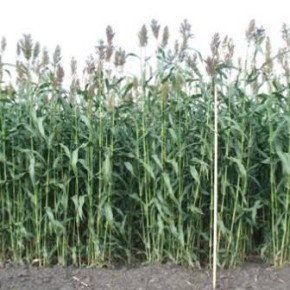 Как кормить животных сорго:советы специалиста