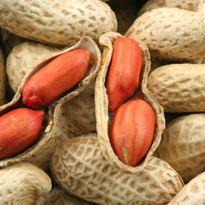 Выращивание арахиса-хобби в источник заработка