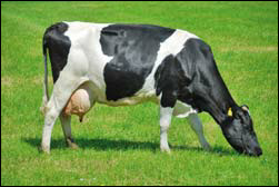 Коровы  голштино - фризской породы:требования к условиям содержания и кормления