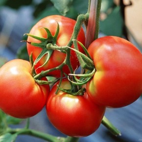 Выращивание томатов:болезнеустойчивые сорта с длительным плодоношением