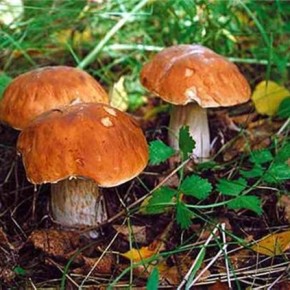 Лесные и искусственно выращенные грибы :какие лучше?