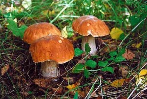 Какие грибы самые ценные