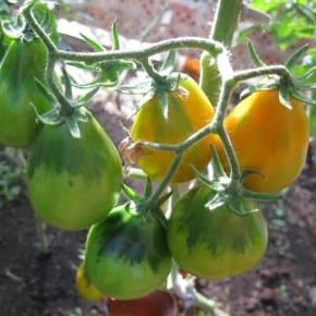 Почему первые томаты в Европе назвали золотыми?