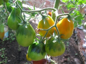 Почему первые томаты в Европе назвали золотыми