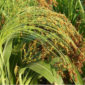Выращивание сорго:биологическая особенность травы Колумба