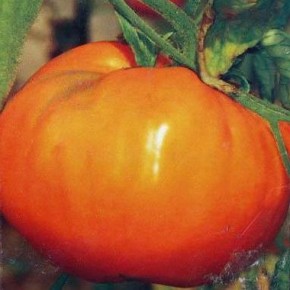 Полезные свойства жёлтых томатов