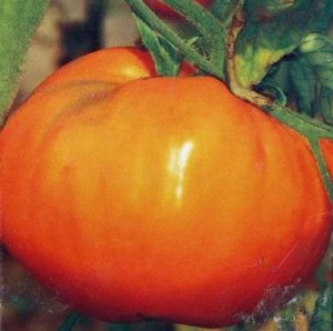 Полезные свойства жёлтых томатов