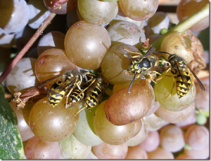 Осы в винограднике:беда для  виноградаря 