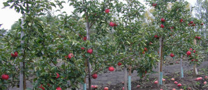 Чтобы яблони порадовали, количество плодов на дереве нужно нормировать