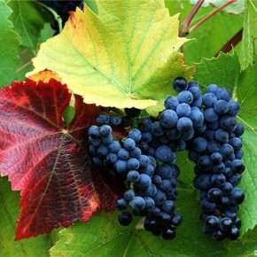 Уход за виноградом:зелёные операции