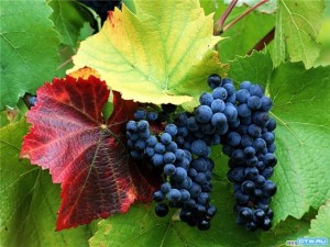 Нужно ли пасынковать виноград