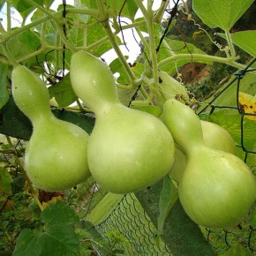 Условия выращивания посудной тыквы:почвосмесь,полив,температурный режим