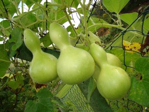 Условия выращивания посудной тыквы