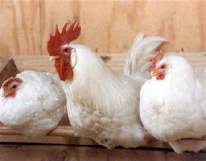 Куриная агрессия
