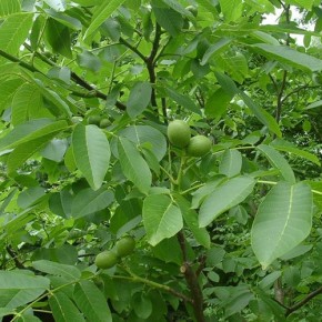 Заболевание цвета - приводит к осыпанию плодов грецкого ореха