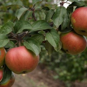 Как  заставить яблоню плодоносить ежегодно ?