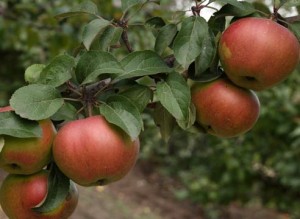  как заставить яблоню плодоносить ежегодно