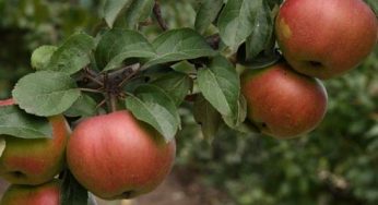 Как заставить яблоню плодоносить ежегодно ?