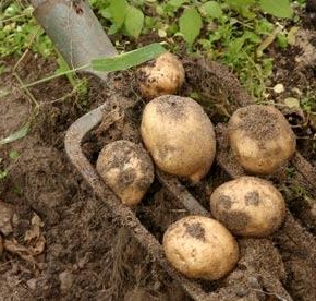 Как недопустить заражения картофеля фитофторой?