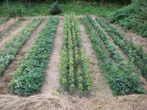 Настурция , календула и бархатцы защитят огород от вредителей