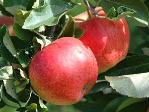  как заставить яблоню плодоносить ежегодно