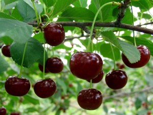 Лечебные свойства вишни