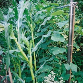 Огурцы между кукурузой не  поражаются мучнистой росой