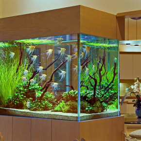 Как ухаживать за аквариумом дома?