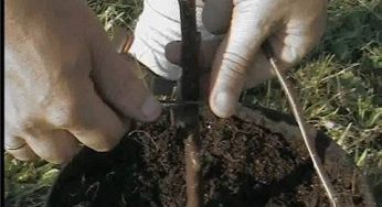Прививка плодовых деревьев весной