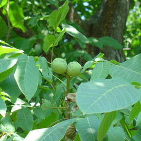 Вредители грецкого ореха:яблоневая плодлжерка