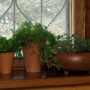 Мелисса на подоконнике:как ухаживать за растением